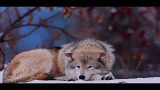 Big Wolf - Krejt Ndjenja