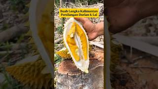Download lagu Buah Langka Kalimantan!⁉️Persilangan Durian & Lai yang Bikin Penasaran‼️ #durian #durianlover #buah mp3