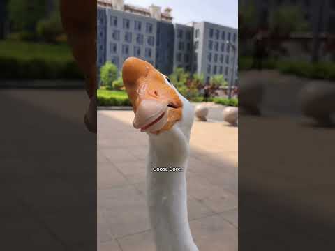 Goose core.🪿🪿#goose #funnyanimals #petvideos #duck #fyp #usa #longervideos