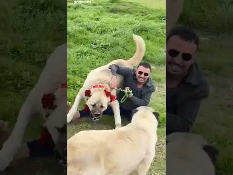 Why the Kangal is the King of Guard Dogs