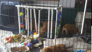 Video preview image #11 Labrador Retriever Puppy For Sale in WEST SALEM, WI, USA