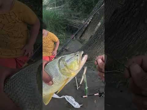 Pesca de Dorados y Bagres en el río gastona. Atahona, Tucumán. #pesca #pez #rio #dorados #argentina