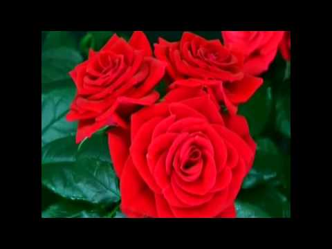 Mi Busqueda - Rocio