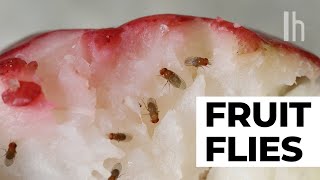 How to Get Rid of Fruit Flies in Your Kitchen
