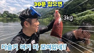 바닥에 새까맣게 다슬기가 깔려있다//지금 당장 다슬기 잡으러 가세요~~