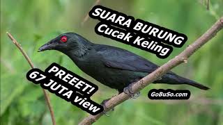 Download lagu Asian Glossy Starling Forest Birdsong - Suara Pikat Burung Cucak Keling Gacor Durasi Panjang Mp3 mp3