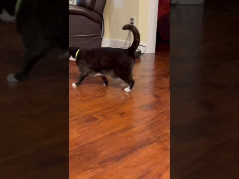 Clicking noise when my cat walks?