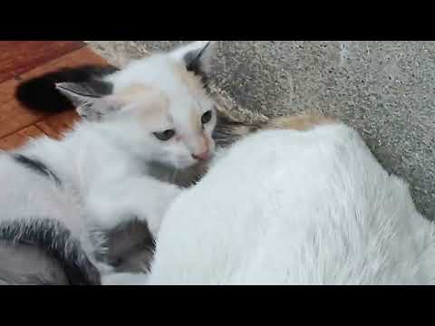 Cat Masti 😽💕😘🤯 