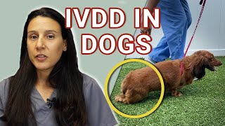Intervertebral Disk Disease(IVDD) in Dogs  - Causes, Diagnosis and Treatment