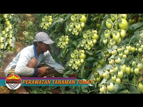, title : 'Cara Merawat Tanaman Tomat Agar Berbuah Lebat'