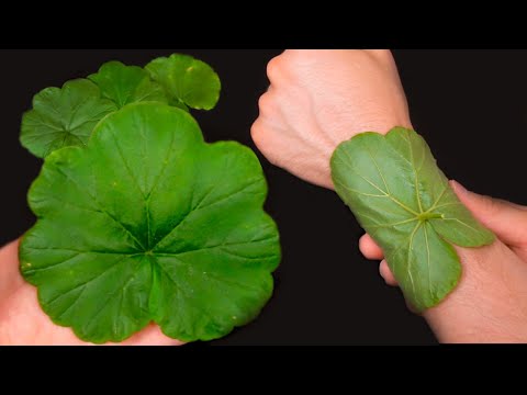 , title : 'Erstaunliche Vorteile von Geranium ❗️Bewahren Sie diesen Schatz immer zu Hause auf!'