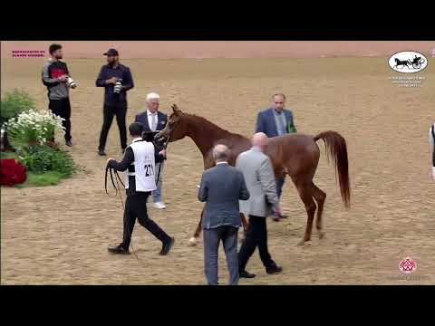 N 271 SHUROUQ AL NASSER   Doha International Arabian Horse Show 2023   Mares 4 6 Years Old Class 7A