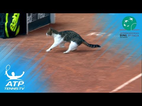 Cat invades tennis court, nearly gets hit! | Rome 2018 - YouTube