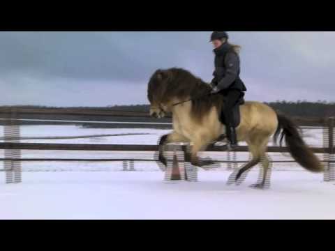 Eiður vom Kronshof - 20.02.2013 - www.kronshof.de