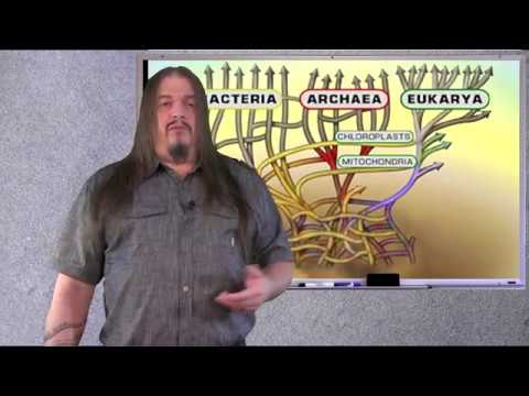 Systematic Classification of LIfe ep1 The Root of the tree