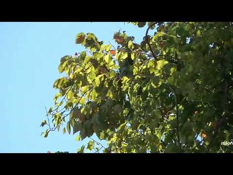 Ash Groove - Acappella- Ensemble Planeta