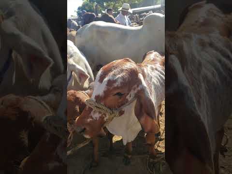 Te Mostramos el ambiente en el tiangue de San Rafael Cedros, Cuscatlán, sábado 15 de noviembre 2025