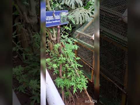 spices garden at munnar