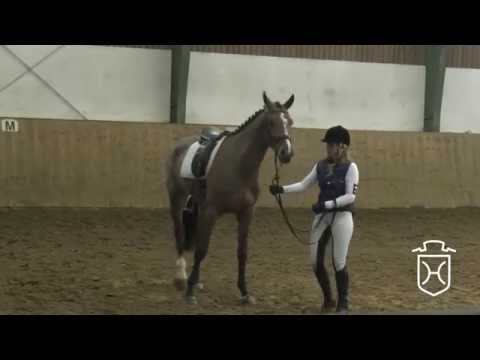Holsteiner Stute von Chin Champ - Cracker Jack - Landgraf I - Caletto II