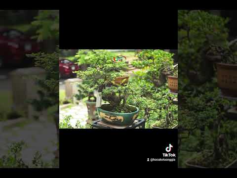 Hồ cá Koi tối giản trong khu biệt tự hiện đại