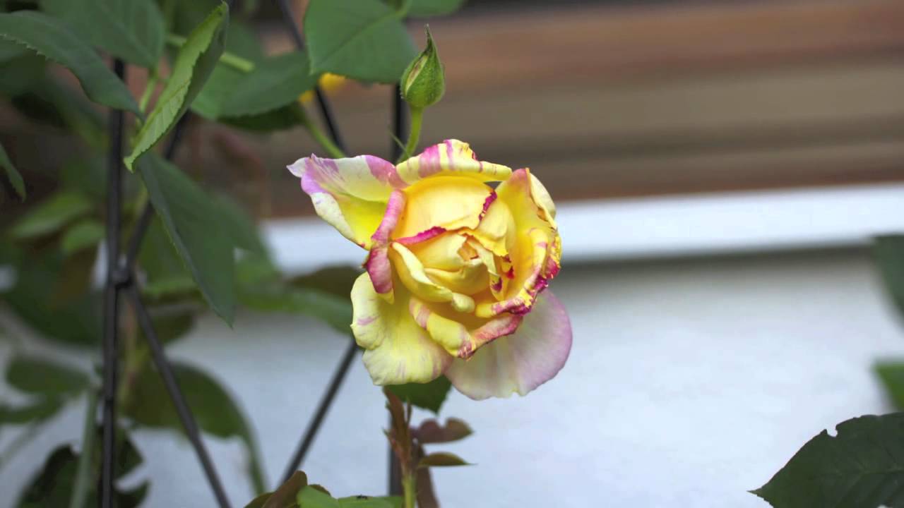 Tamron SP AF 60mm F/2.0 Di II LD Macro Canon EF-S