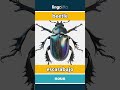 beetle - escarabajo video thumbnail
