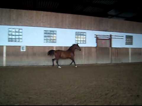 4-j.Reitponystute von Nemax  - zu verkaufen -