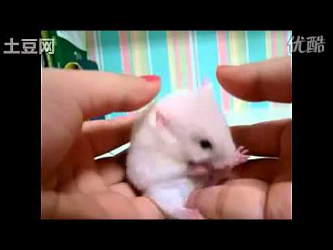 [YouTube]嚇呆掉的小白鼠 完整版