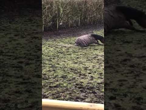 Horse gets covered in mud after rolling