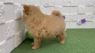 ハーフ犬の動画01