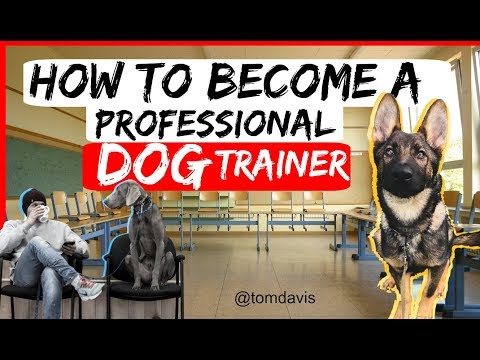 How to become a professional dog trainer? - Everything you need to know to become a dog trainer-