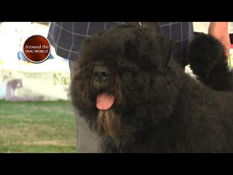 Around the Dog World - Richmond 2016 (Episode 60)