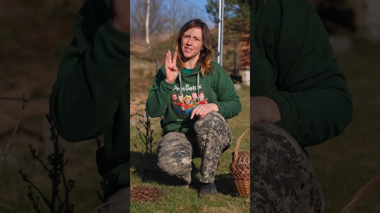 Три важных дела со смородиной весной, от которых зависит урожай! Крыжовнику это тоже нужно