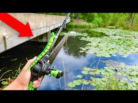 Fishing w/ SNAKES & RATS in HIDDEN Swamp (BIG FISH) Video