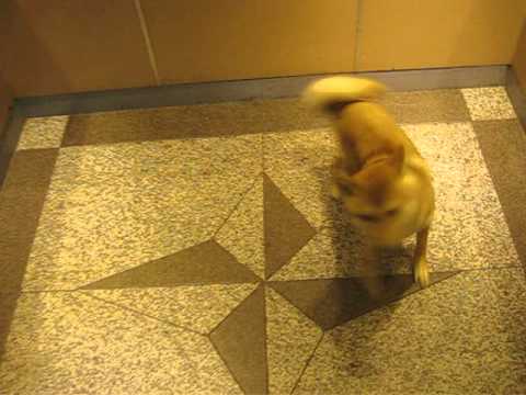 出門尿尿都會做的事^^(原發表者:ikeyama36)(綜合討論)