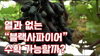 블랙사파이어 포도 재배 정말 열과없이 재배에 성공 할 수 있을까?