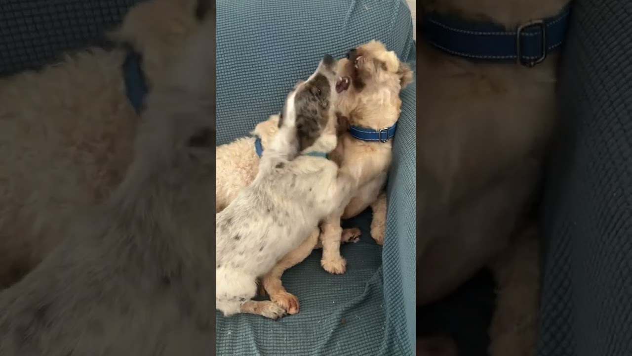 Enlarge Laddy , a ADOPTABLE Australian Cattle Dog / Blue Heeler in Santa Monica, CA video 4/5