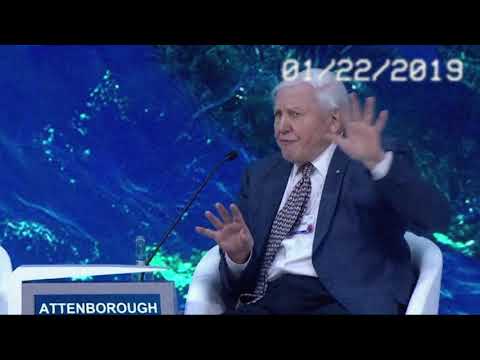 Sir David Attenborough's Davos talk about life's work but it's Lofi hiphop