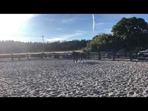 RoushAudrey/Dept40/Lot02/Showmanship/ClassA