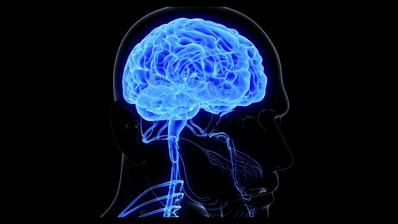 human nervous system Stock Video free