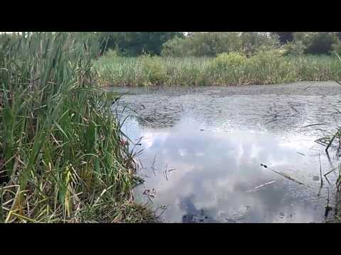 La Crivina Mehedinti 2017