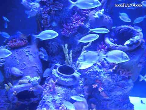 New Antalya Aquarium - Turkey Новый Анталийский аквариум - Турция