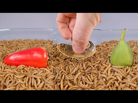Mealworms eating Fish, Fig, Raspberry, Pepper TIMELAPSE compilation