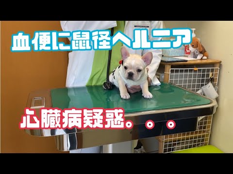 犬の鼠径ヘルニア:診断と治療