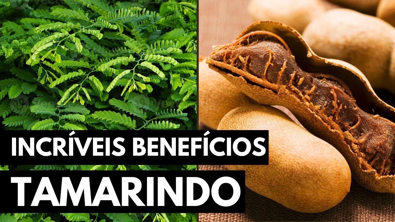 TAMARINDO: UMA PLANTA COM MIL BENEFÍCIOS!