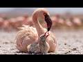 Here is How Baby Flamingo get the pink color? | Full Life Cycle : Egg To First Flight