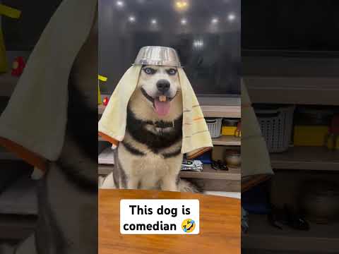 Comedian dog 😀 #short #funnyshort # funnydog