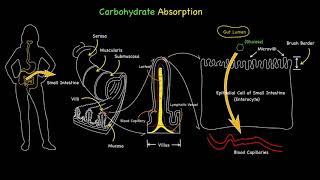 Carbohydrate (Glucose) Absorption