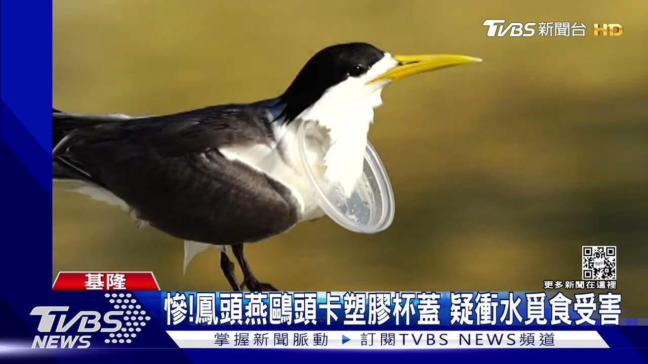 好痛!海龜上岸產卵撞獨木舟 燕鷗覓食頭卡塑膠杯蓋