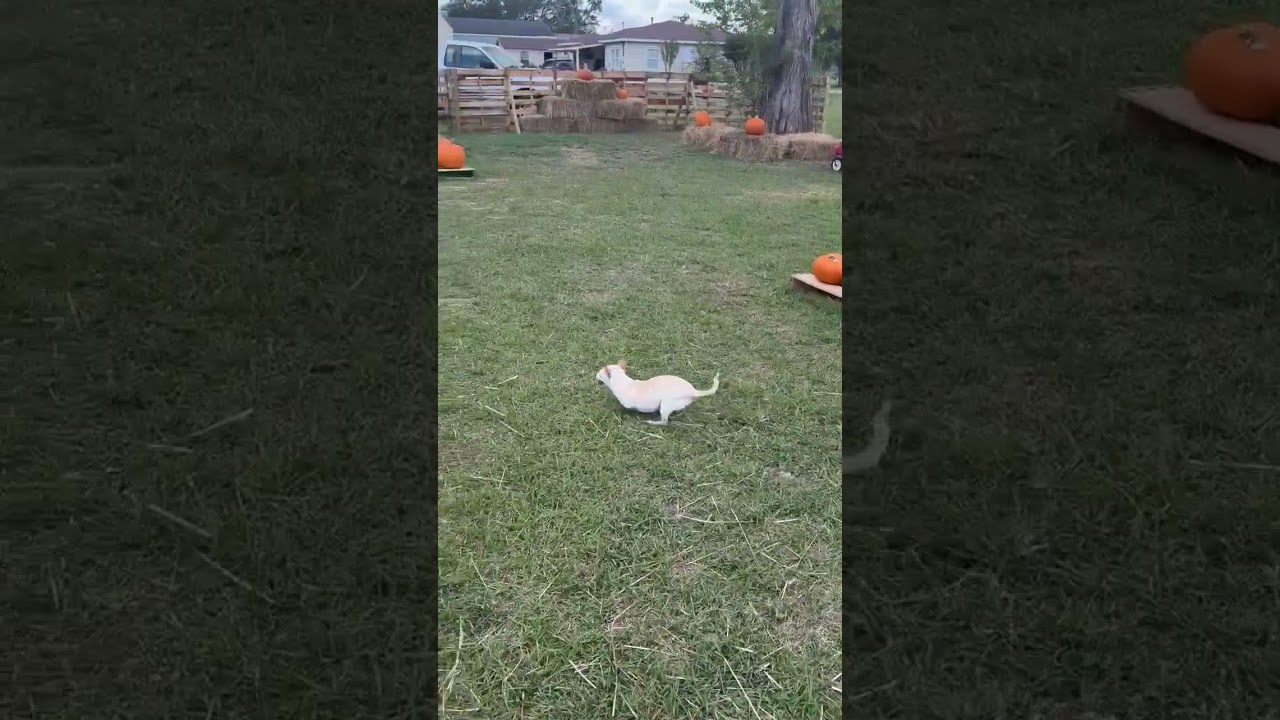Enlarge Lance, a Adoptable Chihuahua in Brentwood, TN video 2/6
